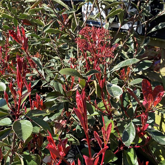 Photinia Fraseri Pink Marble 10 litre pot - image 2