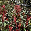 Photinia Fraseri Pink Marble 10 litre pot - image 2