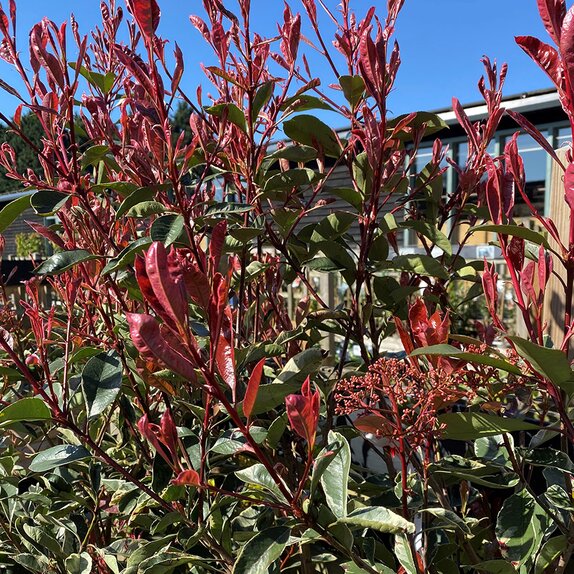 Photinia Fraseri Pink Marble 10 litre pot - image 1