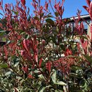 Photinia Fraseri Pink Marble 10 litre pot - image 1