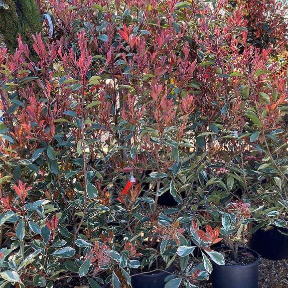 Photinia Fraseri Pink Marble 10 litre pot - image 3