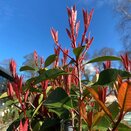 Photinia serrulata Red Robin 10 litre pot - image 1