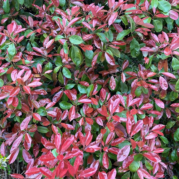 Photinia Serrulata Red Robin 5 litre pot - image 2