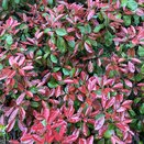 Photinia Serrulata Red Robin 5 litre pot - image 2