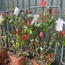 Photinia Serrulata Red Robin Espalier