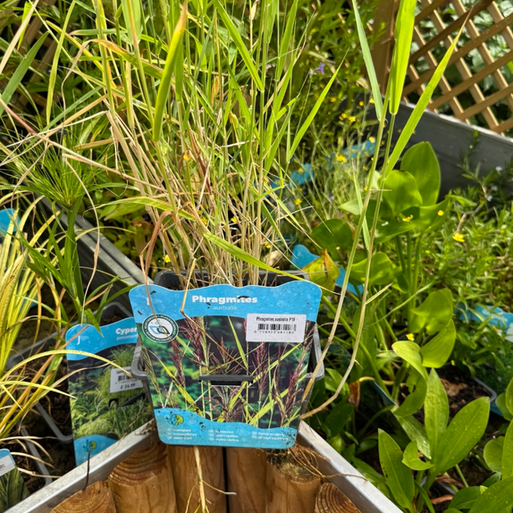 Phragmites Australis - image 1