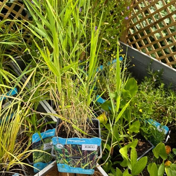 Phragmites Australis - image 2