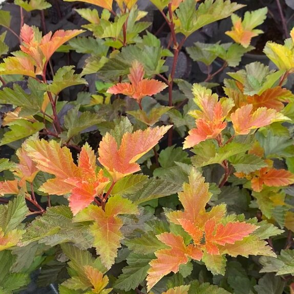 Physocarpus Magic Ball