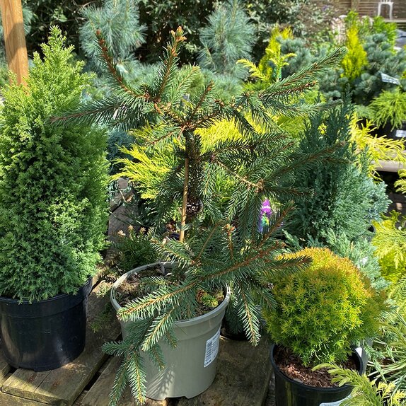 Picea abies 'Acrocona'