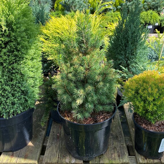 Picea glauca Daisy's White