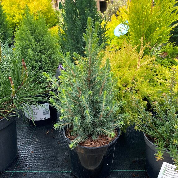 Picea glauca Sanders Blue