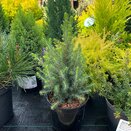 Picea glauca Sanders Blue