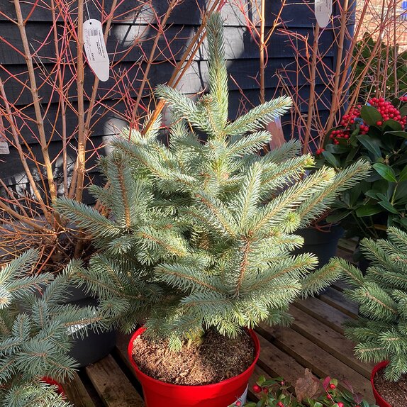 Picea pungens Super Blue Seedling 7 litre pot - image 1