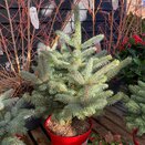 Picea pungens Super Blue Seedling 7 litre pot - image 1