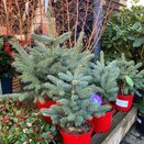 Picea pungens Super Blue Seedling 7 litre pot - image 2