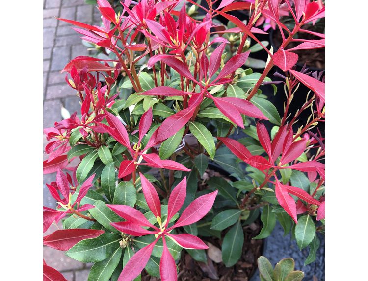 Pieris japonica Mountain Fire - image 1