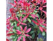 Pieris japonica Mountain Fire - image 1