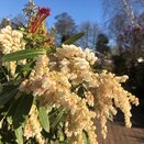 Pieris japonica Mountain Fire - image 2