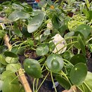 Pilea peperomoides 12cm pot
