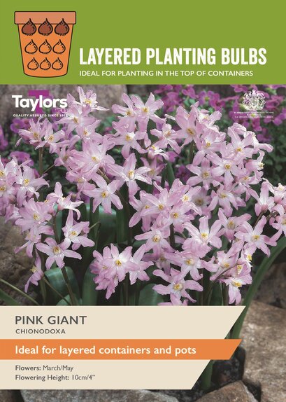 Pink Giant Chionodoxa