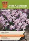Pink Giant Chionodoxa