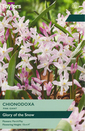 Pink Giant - Chionodoxa (15)