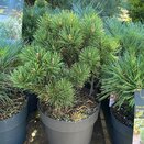 Pinus mugo 'Carsten's Wintergold'