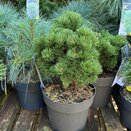 Pinus mugo 'Picobello'