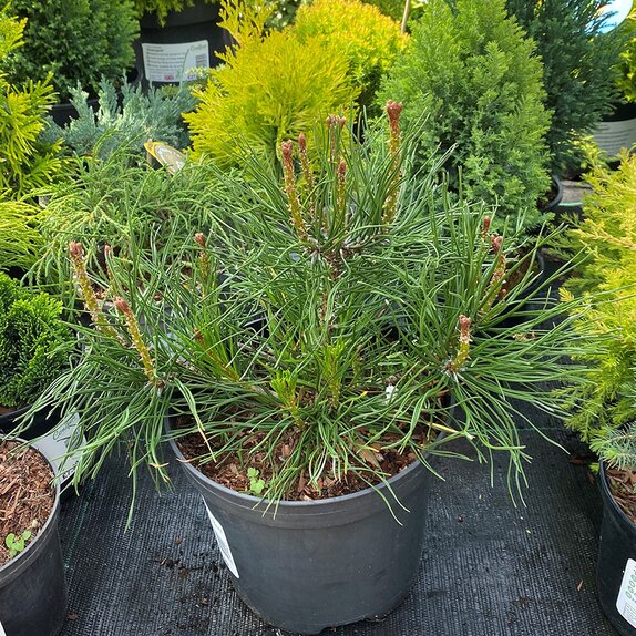 Pinus mugo Pumilo
