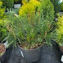 Pinus mugo Pumilo