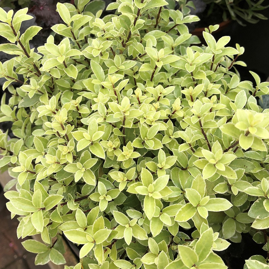 Pittosporum ten. 'Golden Ball' 3 litre pot Knights Garden Centres