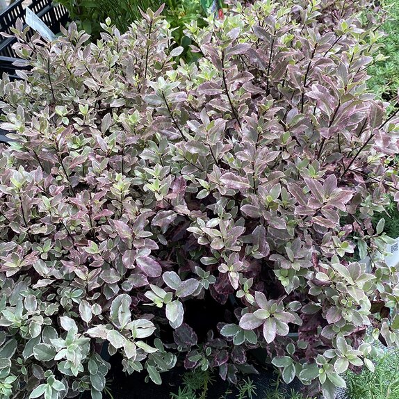 Pittosporum tenuifolium Bannow Bay