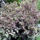 Pittosporum tenuifolium Bannow Bay