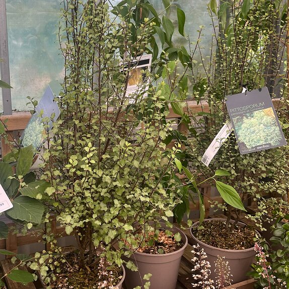 Pittosporum tenuifolium Green elf