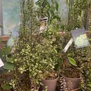 Pittosporum tenuifolium Green elf