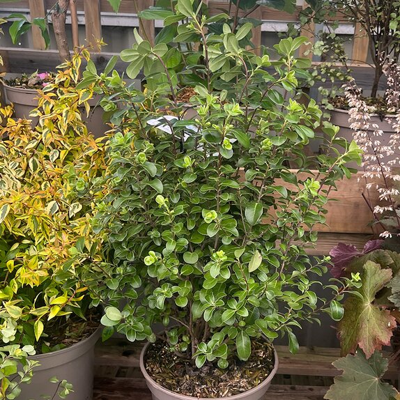 Pittosporum tenuifolium Irish luck