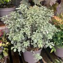 Pittosporum tenuifolium Variegatum