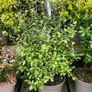 Pittosporum tenuifolium Wrinkled blue 