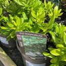 Pittosporum tobira 'Nanum'