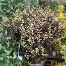 Pittosporum Tom thumb