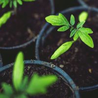 Plants