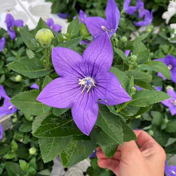 Platycodon Blue 1 litre pot