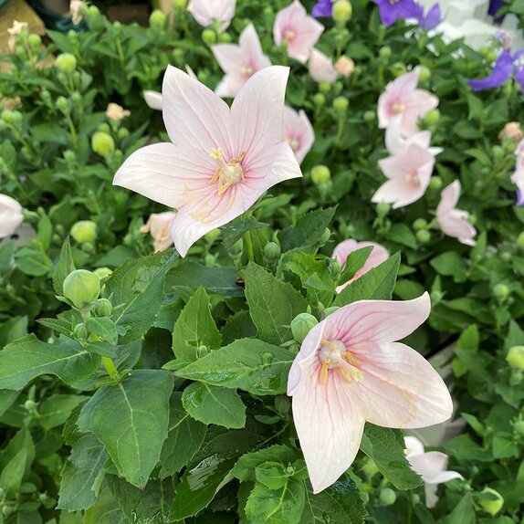 Platycodon Pink 1 litre pot