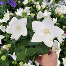 Platycodon White 1 litre pot