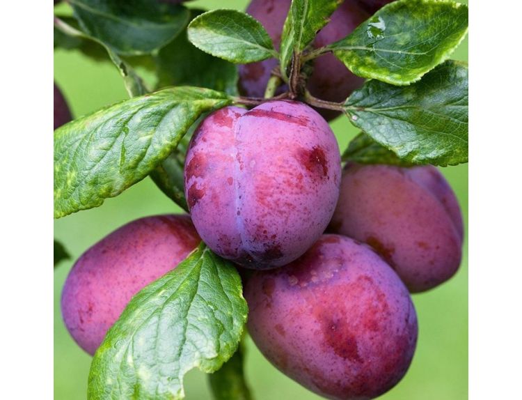 Plum Czar (St Julian A)