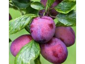 Plum Czar (St Julian A)