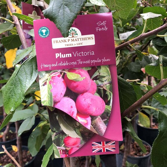 Plum Tree Victoria (St Julien A) - image 1