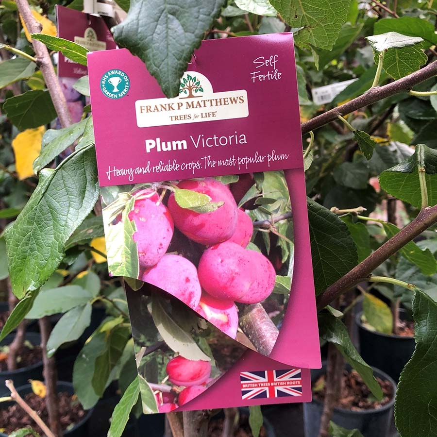 Plum Tree Victoria (St Julien A) Knights Garden Centres
