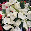 Poinsettia Alaska White 1 litre pot