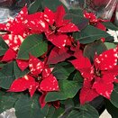 Poinsettia Fantasy Star